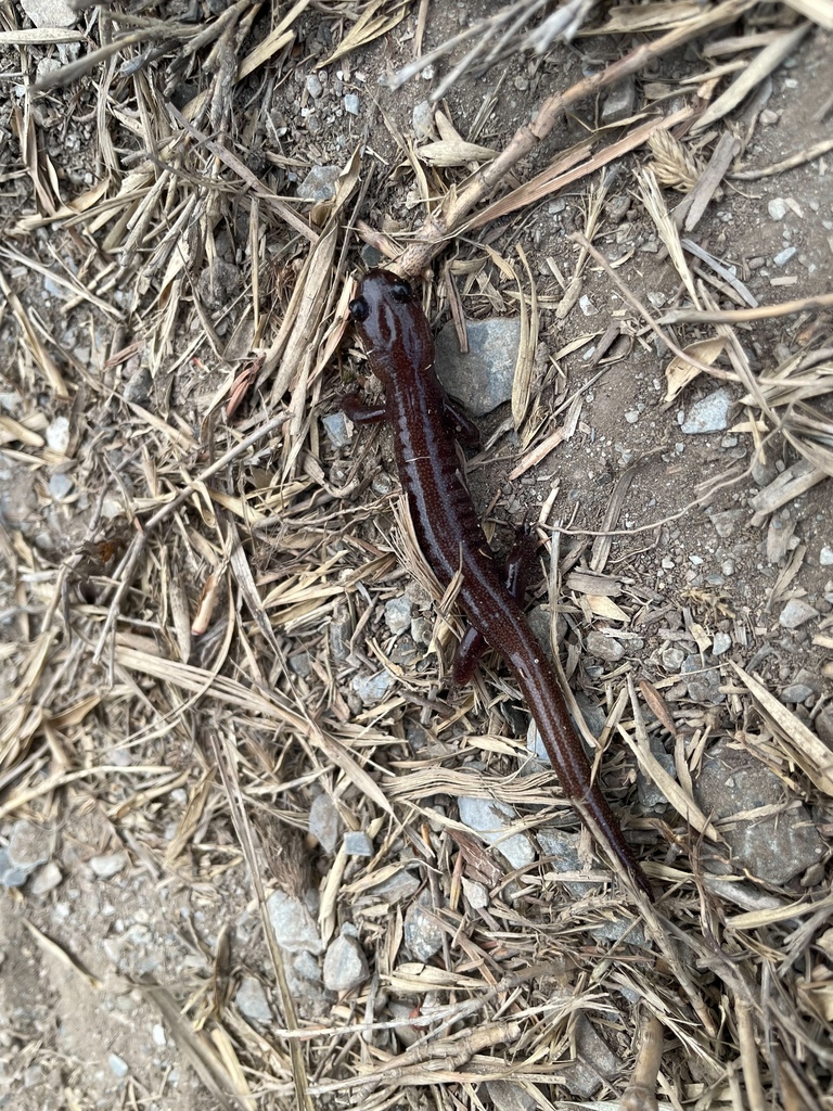 Alishan Salamander in April 2023 by minghuahung. 中央山脈南一段 · iNaturalist