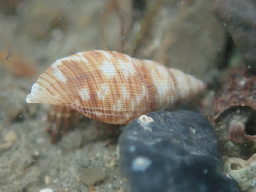 Daphnella cancellata observed 2023-04-19