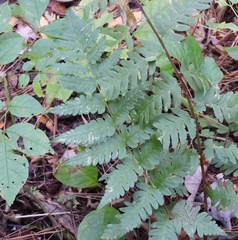 Dryopteris clintoniana