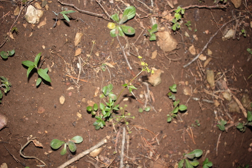 Image of Zizia trifoliata by (c) Alex Karasoulos, some rights reserved (CC BY)