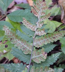 Dryopteris clintoniana