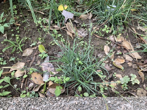 Carex laticeps iNat (1)
