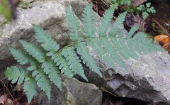 Dryopteris clintoniana