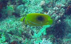 Chaetodon bennetti