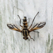 Tachinidae - Photo (c) Victor Engel, μερικά δικαιώματα διατηρούνται (CC BY), uploaded by Victor Engel