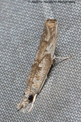 Culladia hastiferalis