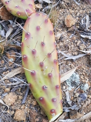 Opuntia bonaerensis