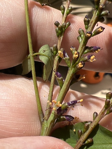 Amorpha glabra, photograph 4