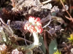 Cladonia pleurota