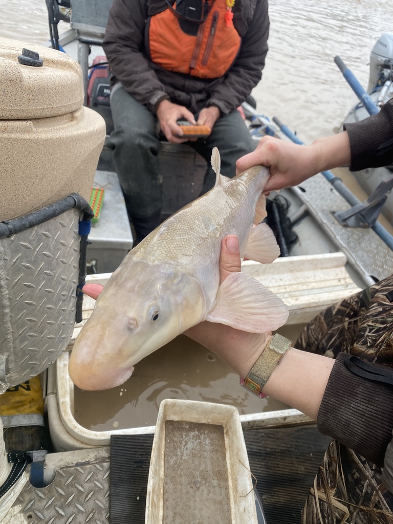 Catostomus × Xyrauchen