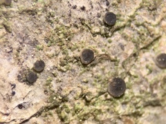 Bacidia circumspecta