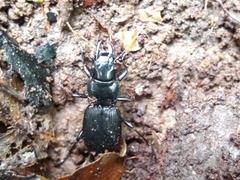 Plocamostethus planiusculus