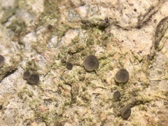 Bacidia circumspecta