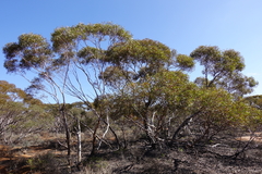 Eucalyptus oleosa oleosa