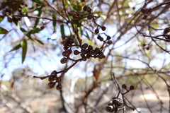 Eucalyptus oleosa oleosa