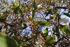 Eucalyptus oleosa oleosa