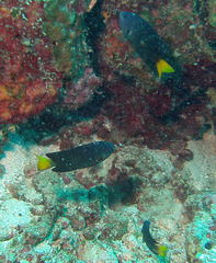 Pomacentrus philippinus