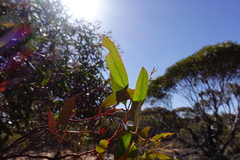 Eucalyptus oleosa oleosa