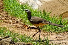 Chunga burmeisteri