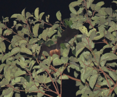 Pteropus vampyrus