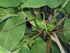 Neobarrettia sinaloae