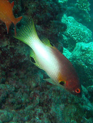 Bodianus axillaris