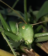 Neobarrettia sinaloae