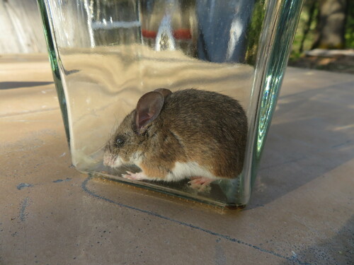 California Mouse