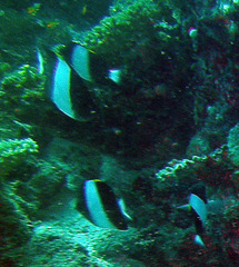 Hemitaurichthys zoster