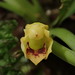 Maxillaria microiridifolia - Photo (c) Nolan Exe, some rights reserved (CC BY), uploaded by Nolan Exe