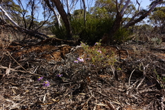 Olearia magniflora