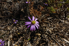 Olearia magniflora