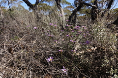 Olearia magniflora