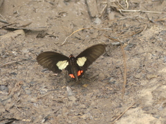 Parides vertumnus