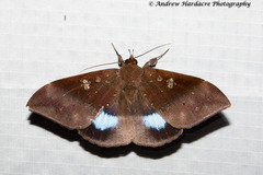 Ischyja marapok