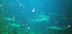 Elagatis bipinnulata