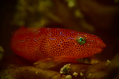Cochleoceps orientalis