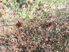 Tracheophyta