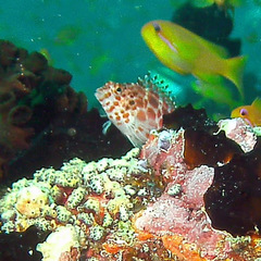 Cirrhitichthys oxycephalus