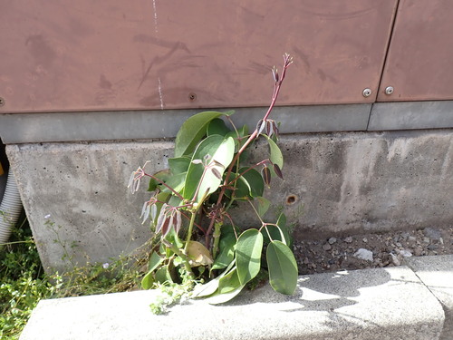 Stauntonia hexaphylla, photograph 4