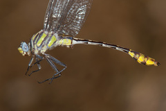 Gomphurus gonzalezi