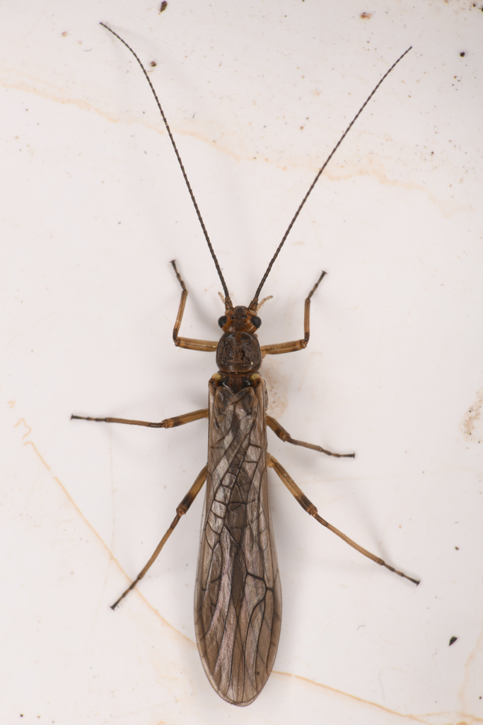 Seep Willowfly