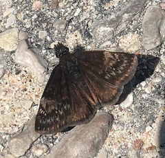 Erynnis lucilius