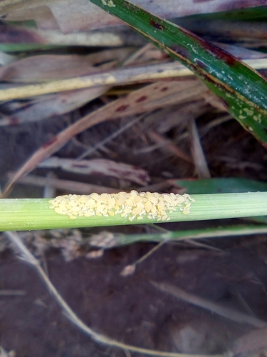 Pulgão-da-cana-deaçúcar (Melanaphis sacchari)