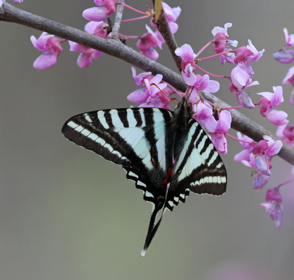 Zebra Swallowtail from Franklin County, MO, USA on April 14, 2023 at 12 ...