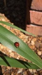Harmonia axyridis