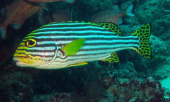 Plectorhinchus vittatus
