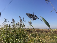 Phragmites australis