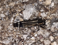 Agrilus catherinae