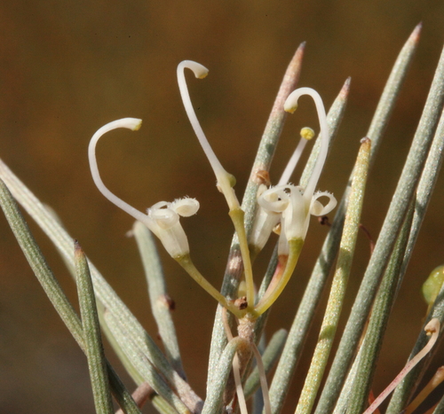 Grevillea acacioides
